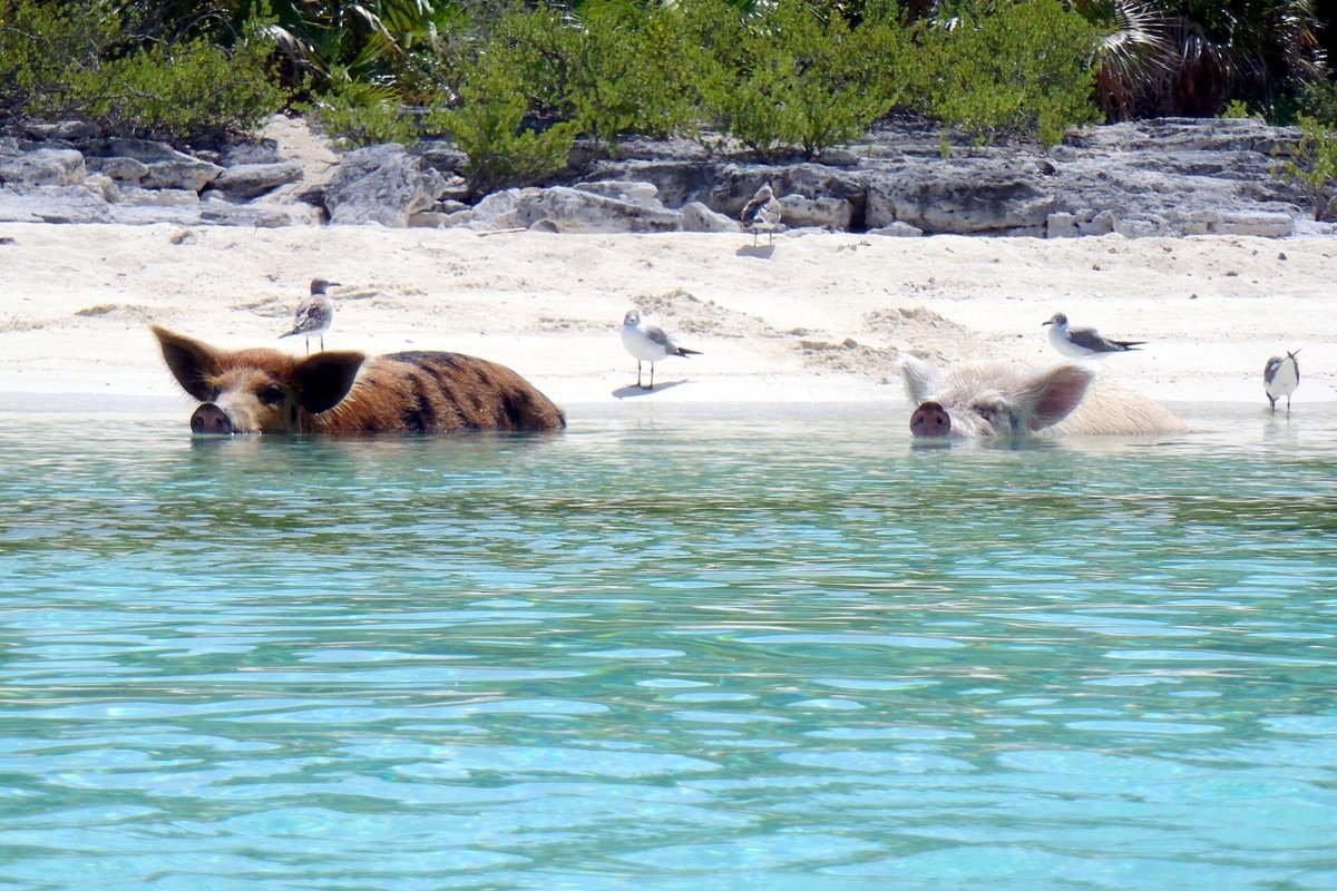 Cerdos en el agua junto a una playa de Exuma