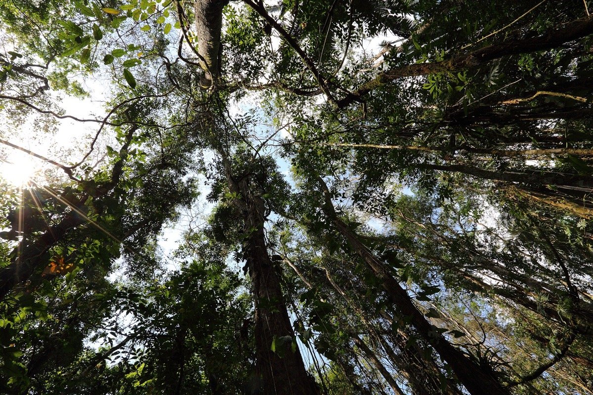 Bosque tropical de Cockscomb Basin Wildlife Sanctuary