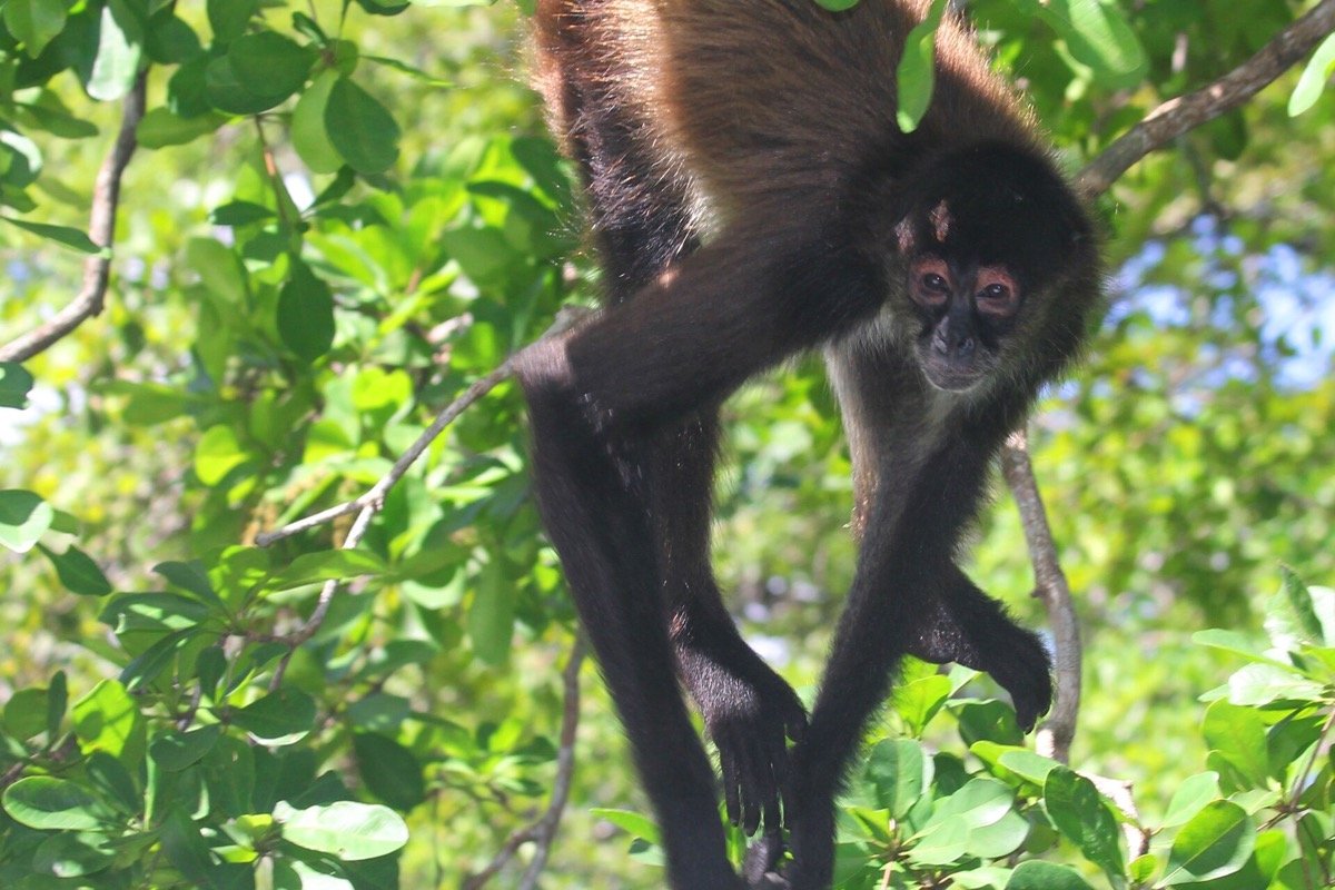 Mono araña de Yucatán cerca de Lamanai