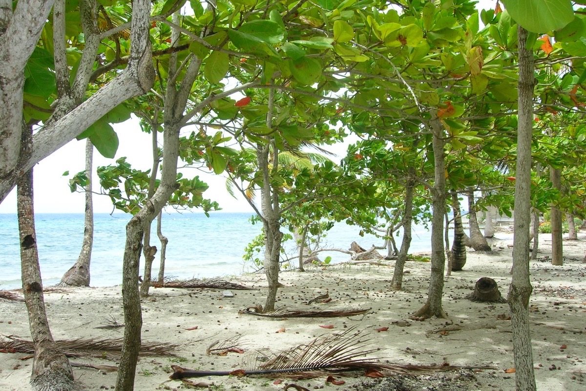 Playa genuina de Utila