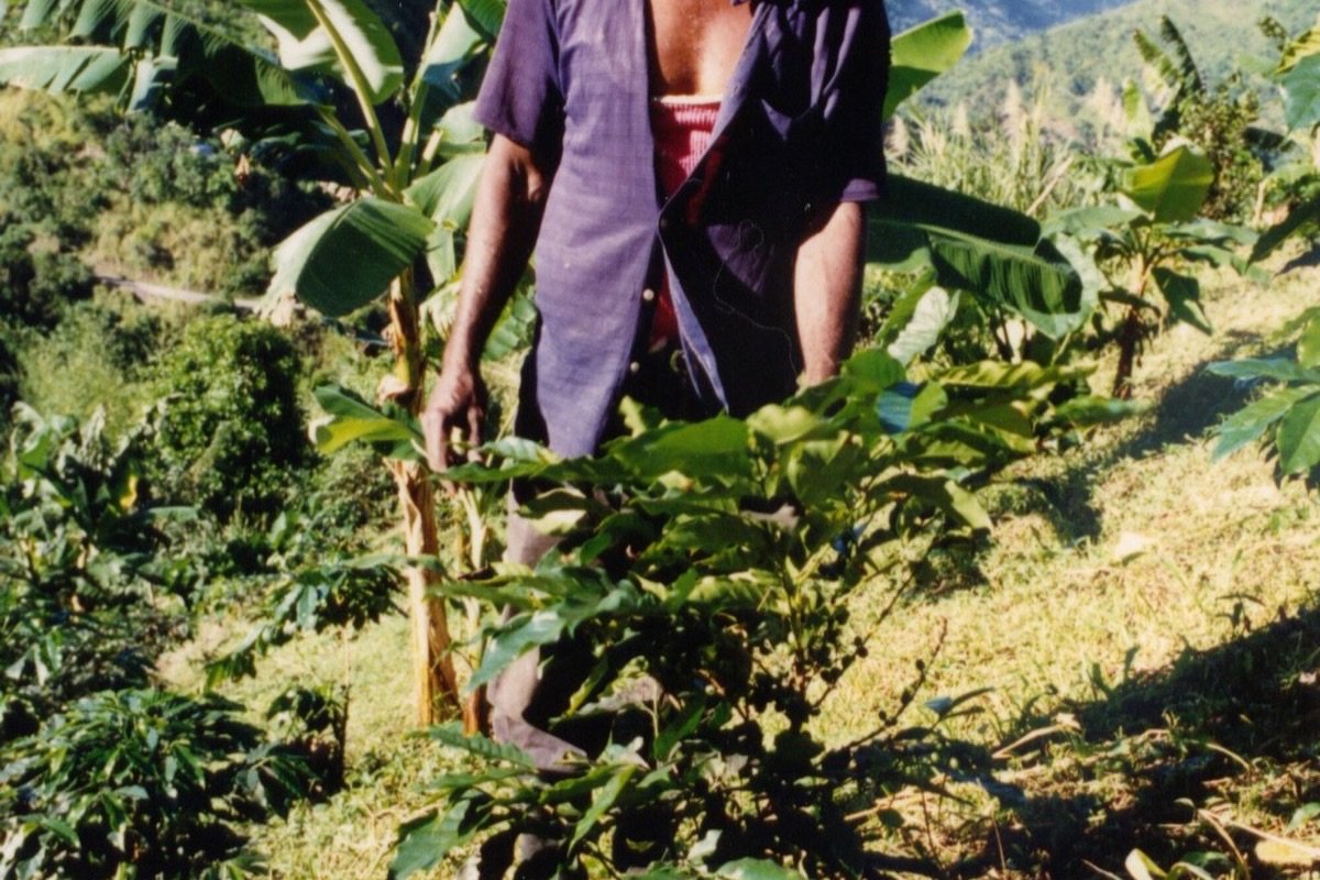 Agricultor de café en las Blue Mountains