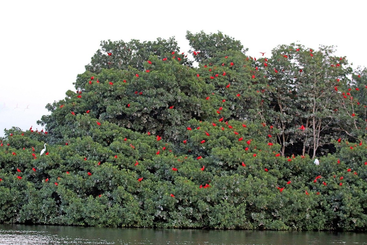 Ibis escarlatas en el pantano de Caroni